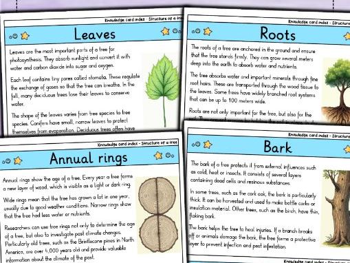 Structure of a Tree - Flashcards | Biology | Parts & Functions