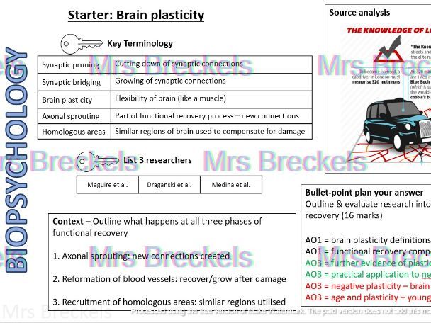Biopsychology (AQA A-level Psychology 2025-) - Recap starter/do now worksheets with answers