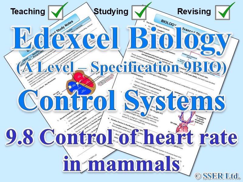 BIOA_EDX Topic Notes: 9.8 Control of heart rate in mammals