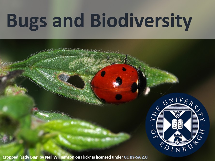 Bugs and Biodiversity in Local Wildlife