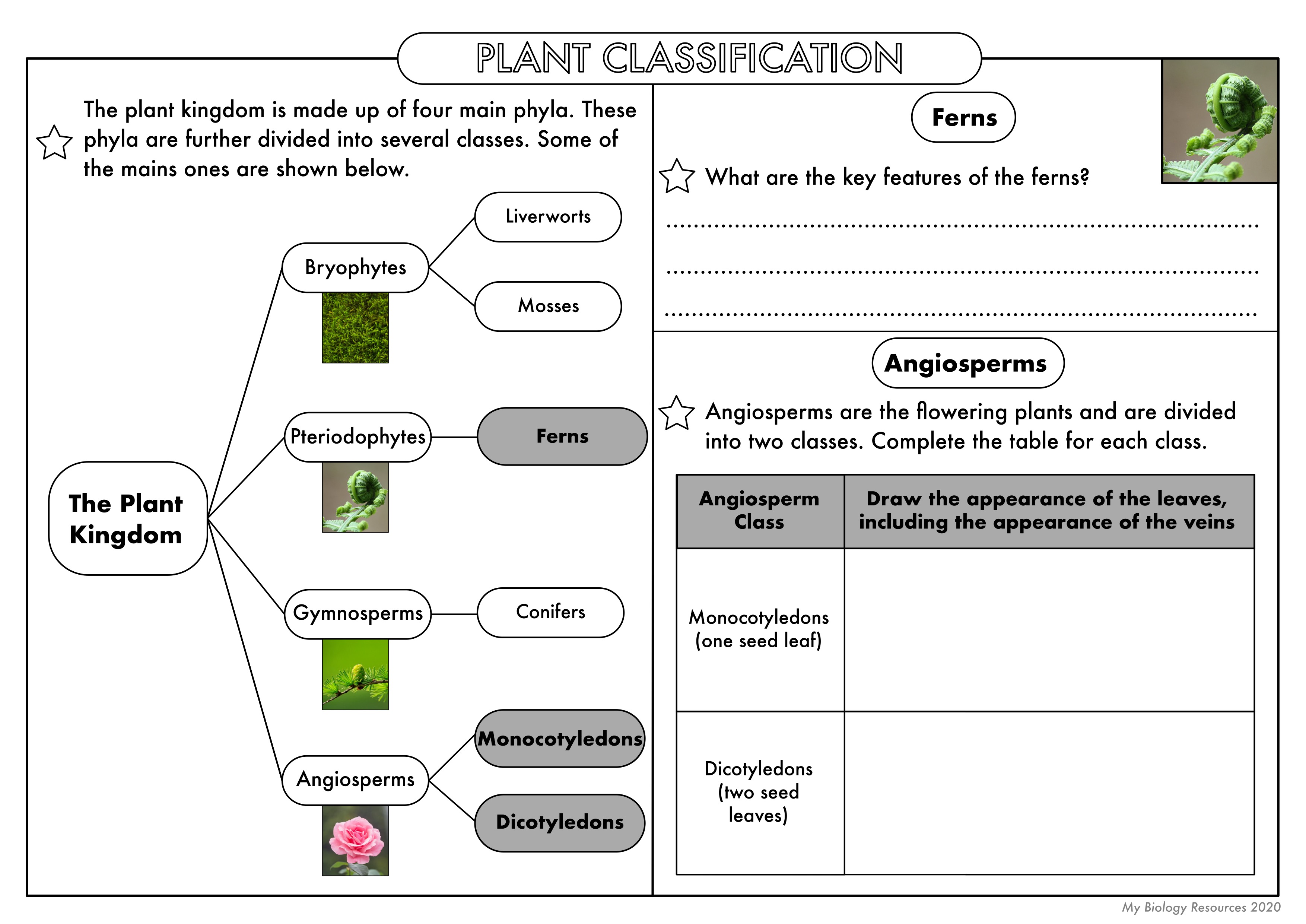 GCSE Biology Classification Worksheet Pack Teaching Resources