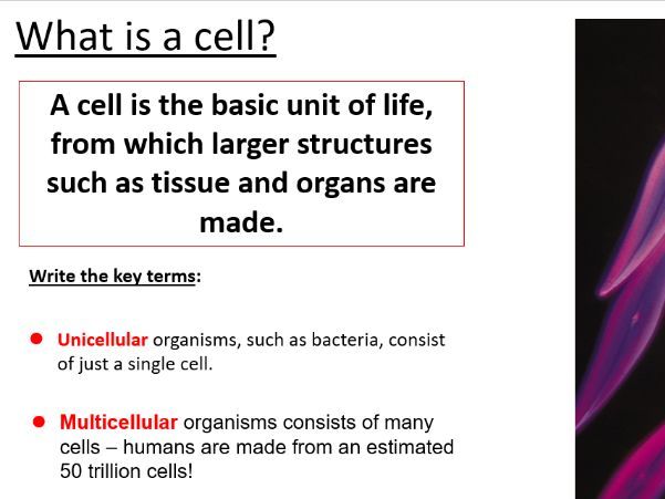 AQA Biology - Eukaryotic and prokaryotic cells