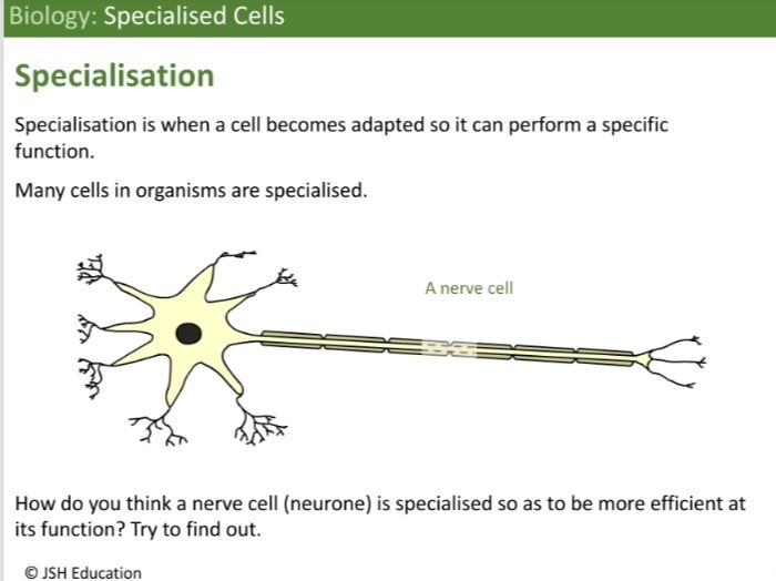 KS3 Biology: Specialised Cells
