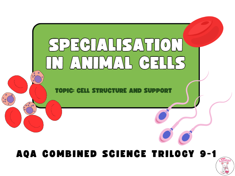 Specialisation in Animal Cells