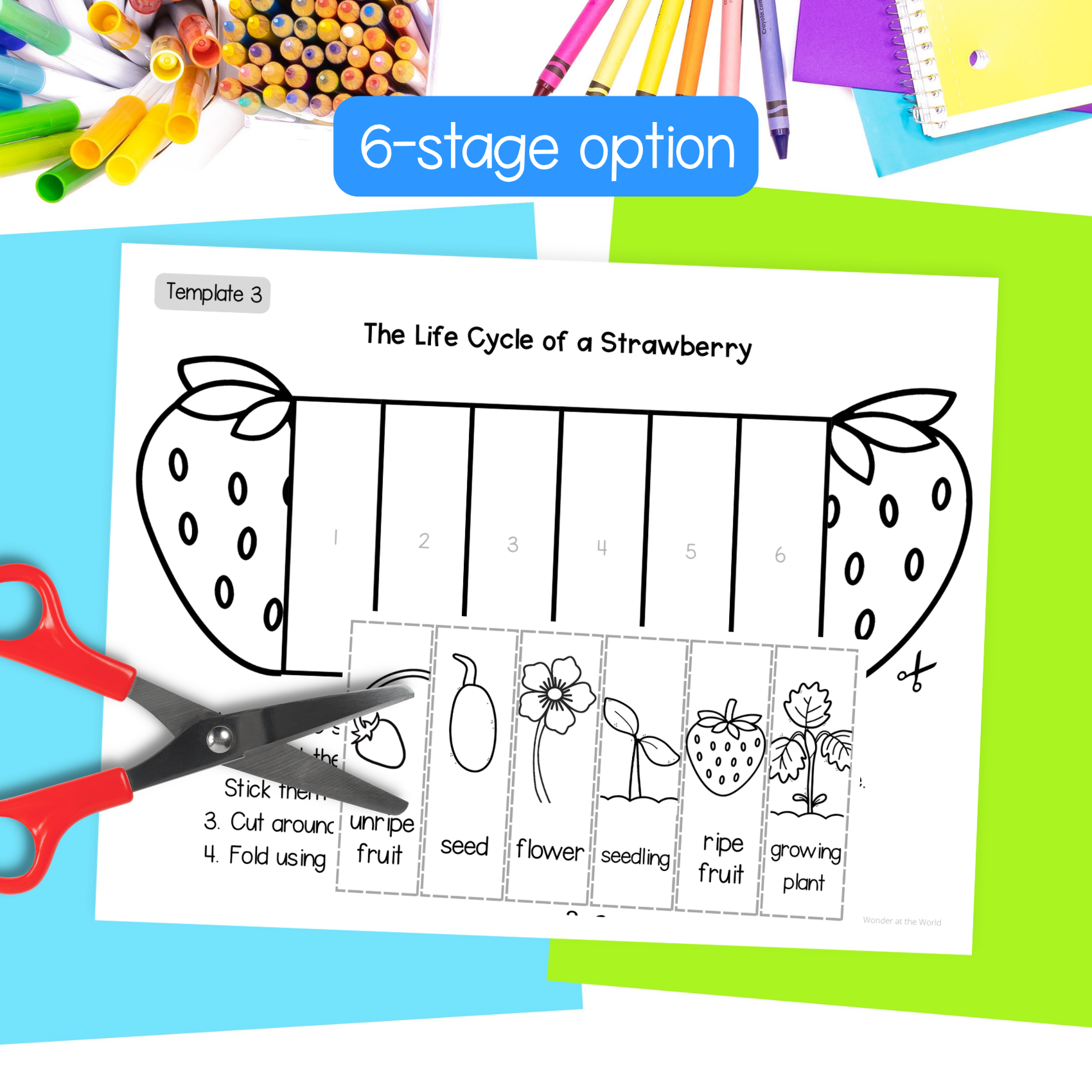 Life cycle of a strawberry plant summer science sequence and fold ...