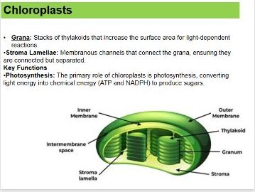 Eukaryotic Cells – Ultrastructure & Organelles | A Level Biology Lesson PowerPoint