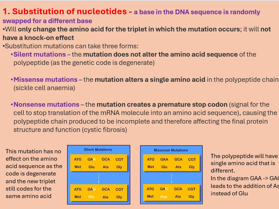 AQA A level Biology Topic 4. Genetic diversity can arise as a result of Mutation (3.4.3)