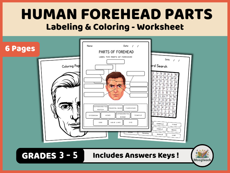 Forehead Anatomy | Human Face Parts | Labeling | Biology | Coloring Worksheet | EYFS | KS1 | KS2