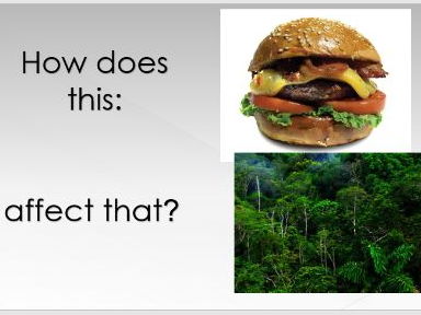 'Who's chopping down the TRF and why?' - Rainforest GCSE causes of deforestation