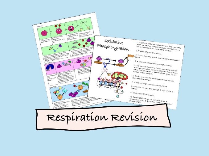 A-Level Biology Respiration Revision
