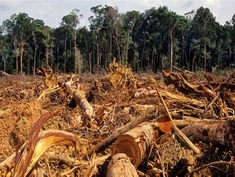 AQA DT - Specialist Technical Principles - Ecological Considerations