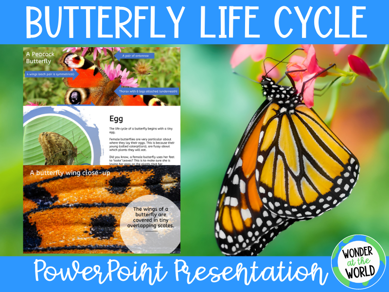 Butterfly Life Cycle PowerPoint KS2 Teaching Resources
