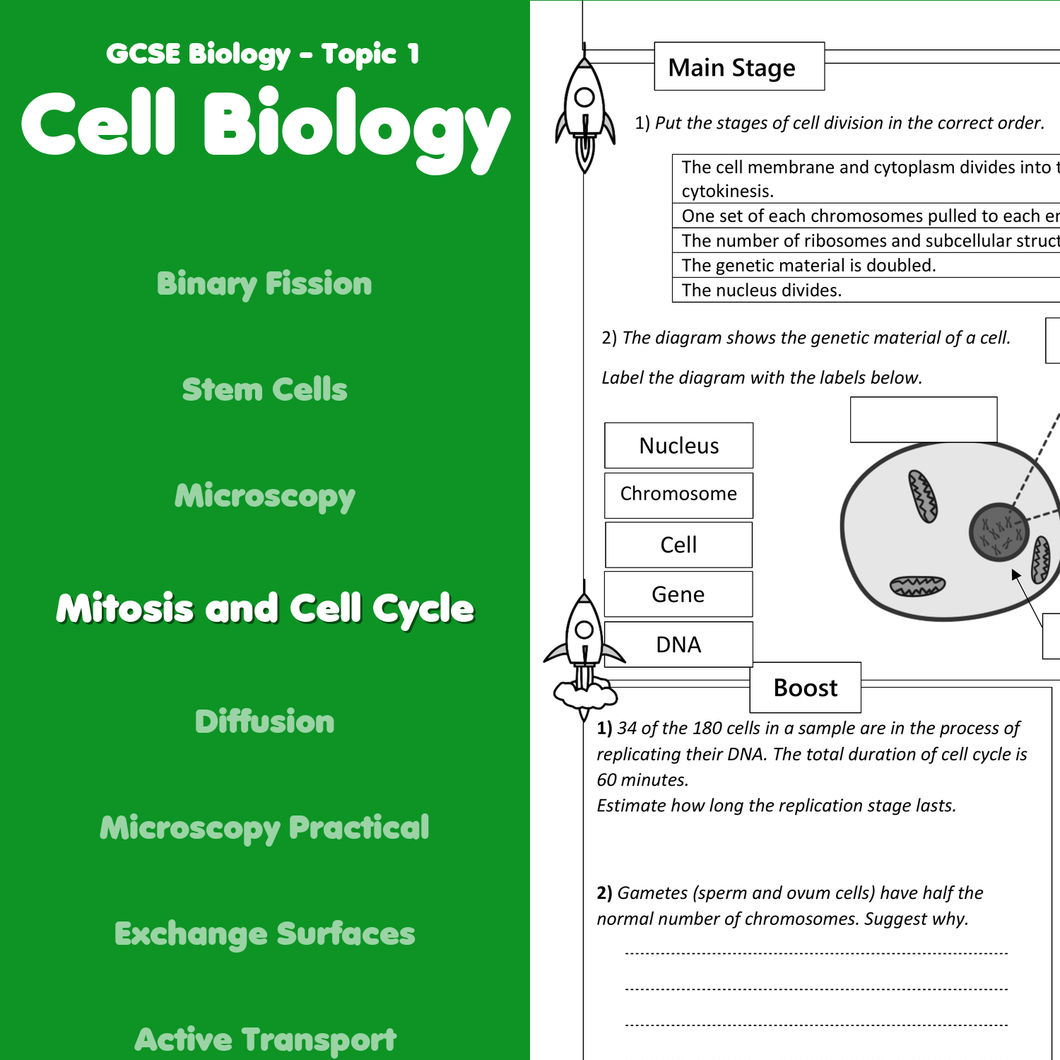 Mitosis And The Cell Cycle Home Learning Worksheet GCSE Teaching