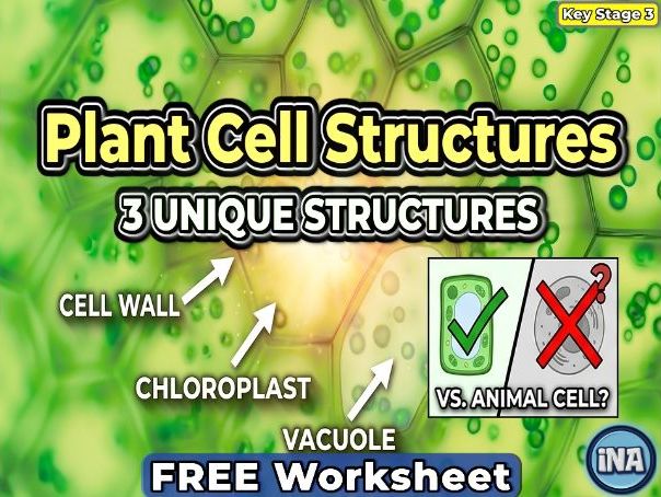 Plant Cell Structures and Their Functions - FREE KS3 Biology Worksheet