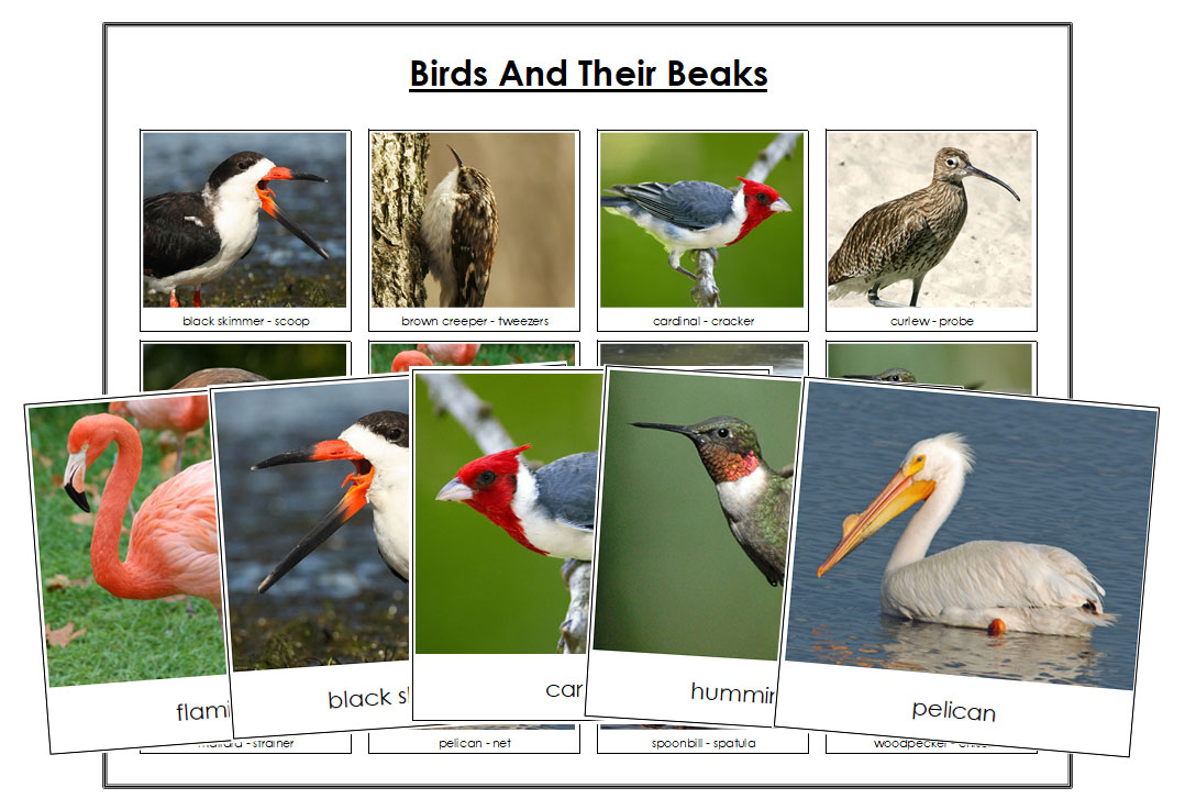 FREE Birds And Their Beaks Information, Sorting Cards &amp; Control Chart ...