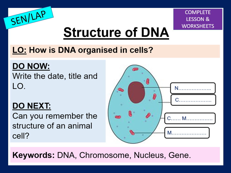 Structure of DNA