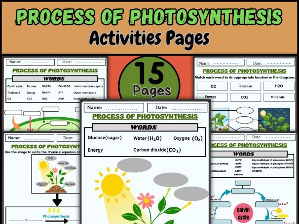 Photosynthesis/Photosynthesis Diagram/Chloroplast and Energy/Calvin Cycle