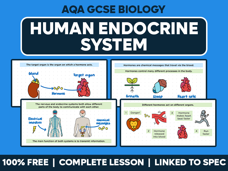 GCSE AQA Biology Complete Lesson - Human Endocrine System