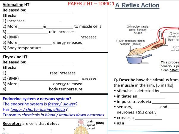 Homeostasis AQA Revision Resource. 2026. FT & HT ‘Knowledge Organiser’ style. Trilogy. Spec focus.