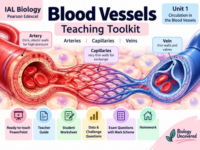 AL Biology | Blood Vessels Teaching Toolkit