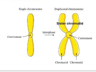 Cell Cycle – Interphase (G1, S & G2) | Checkpoints & Regulation | A Level Biology Lesson pptx
