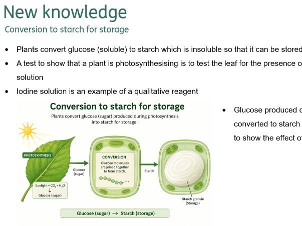 Uses of glucose from photosynthesis