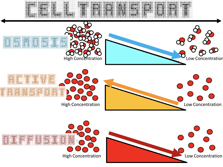 Comparing Transport of Molecules