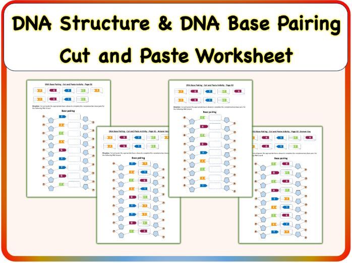 DNA Structure & DNA Base Pairing - Cut and Paste Worksheet Activity (Printable PDF)