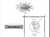 Meiosis