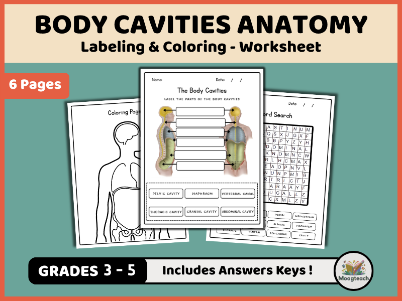 Human Body Cavities | Internal Organs | Anatomy | Labeling & Coloring | Biology | KS2 | KS3