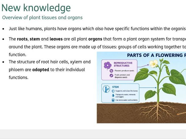 Plant tissues