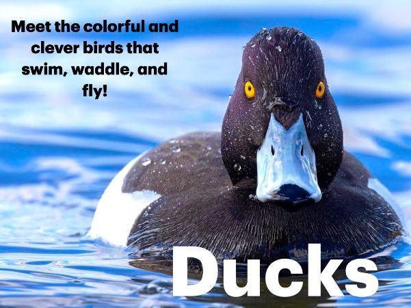 Ducks: Animated Keynote/PPT Presentation, Colorful Science