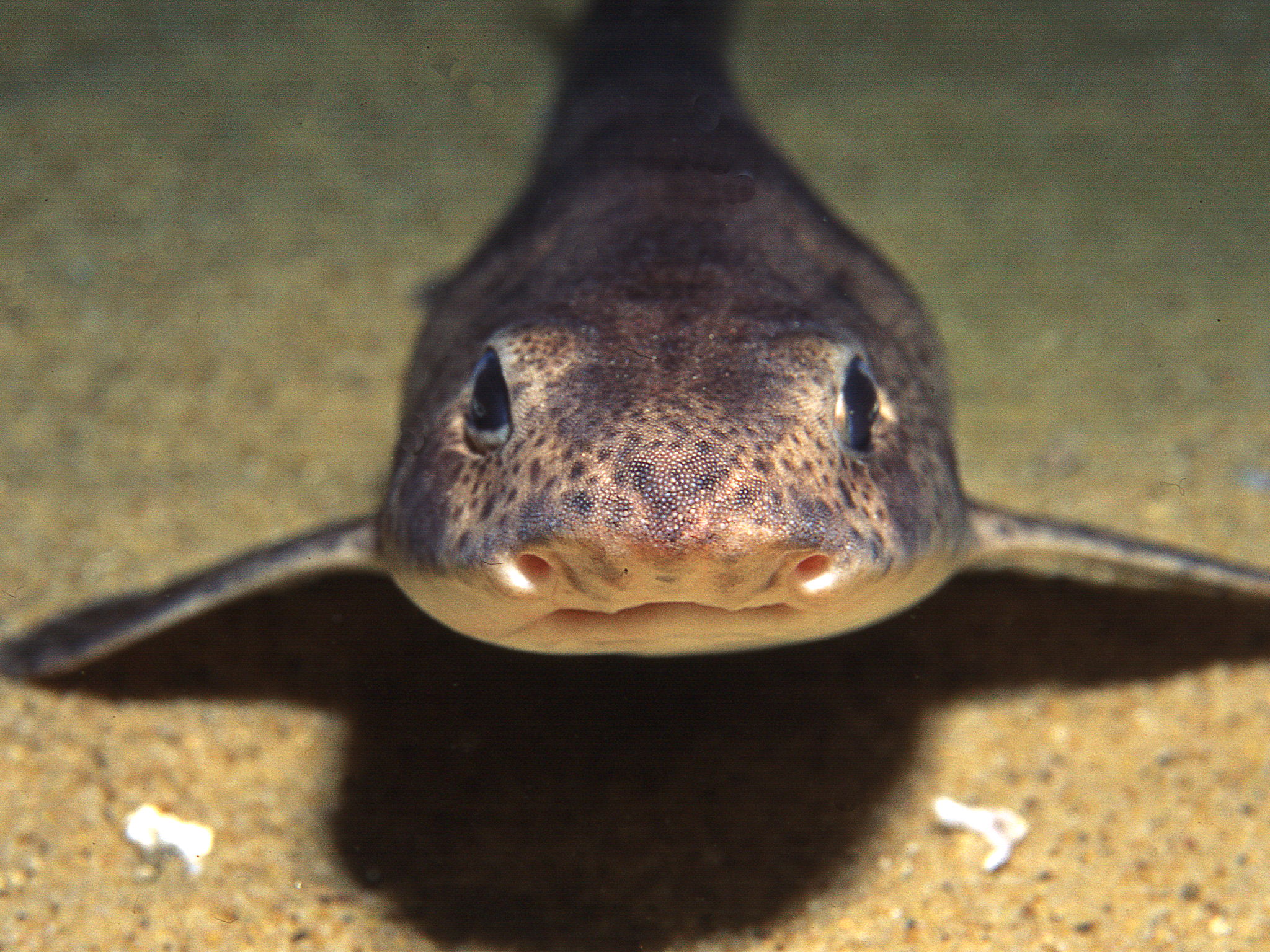 Scotland’s Marine Protected Areas (Offline version )