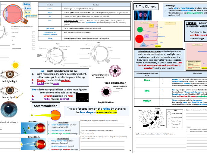 AQA GCSE Biology Homeostasis Triple Revision 4-5 Lessons