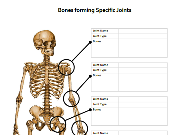 A&P Skeletal System: Bones forming Joints