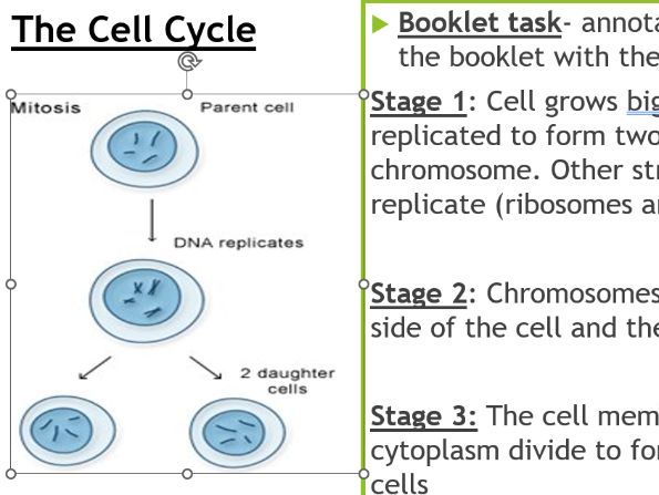 AQA GCSE Biology - Mitosis