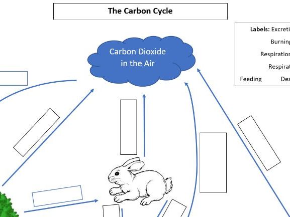 Carbon Cycle Gap Fill Diagram