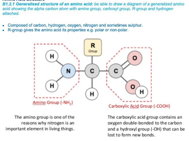 B1.2 Proteins STUDENT BOOKLET and TEACHING NOTES