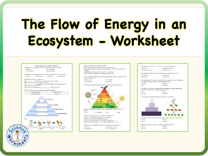 The Flow of Energy in an Ecosystem - Worksheet, Printable PDF (KS3 Biology, Science)
