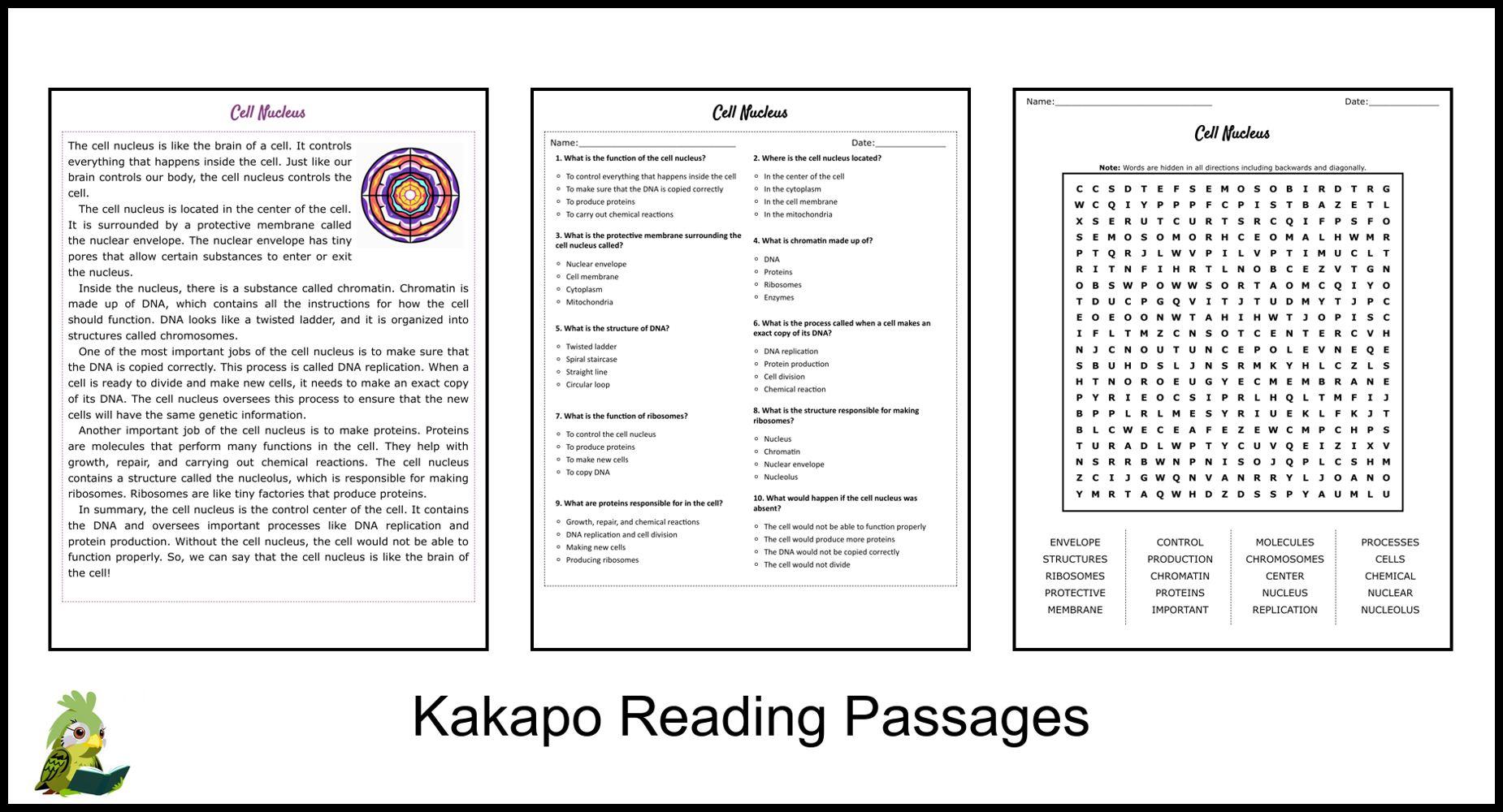 Cell Nucleus Reading Comprehension and Word Search | Teaching Resources