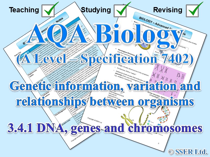 BIOA_AQA Topic Notes: 3.4.1 DNA, genes and chromosomes