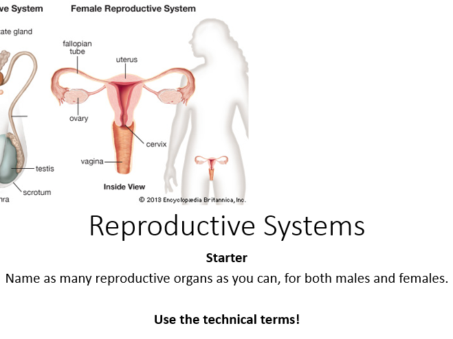 AQA Activate 1 Reproductive Systems (Including worksheets and markscheme)