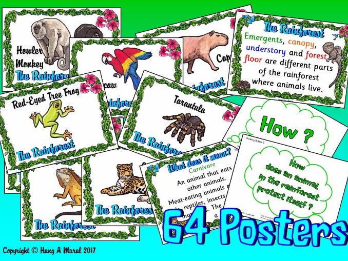 The Rainforest - Class Posters | Teaching Resources