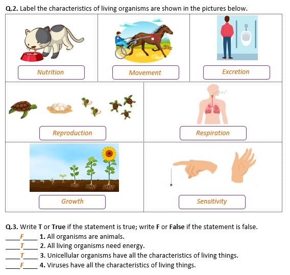 Characteristics Of Living Things Worksheet