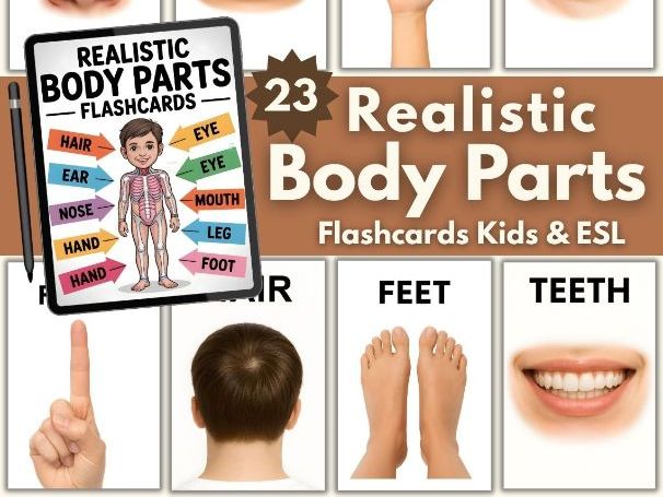 Realistic Body Parts Flashcards | Printable Human Anatomy Cards for Kids & ESL