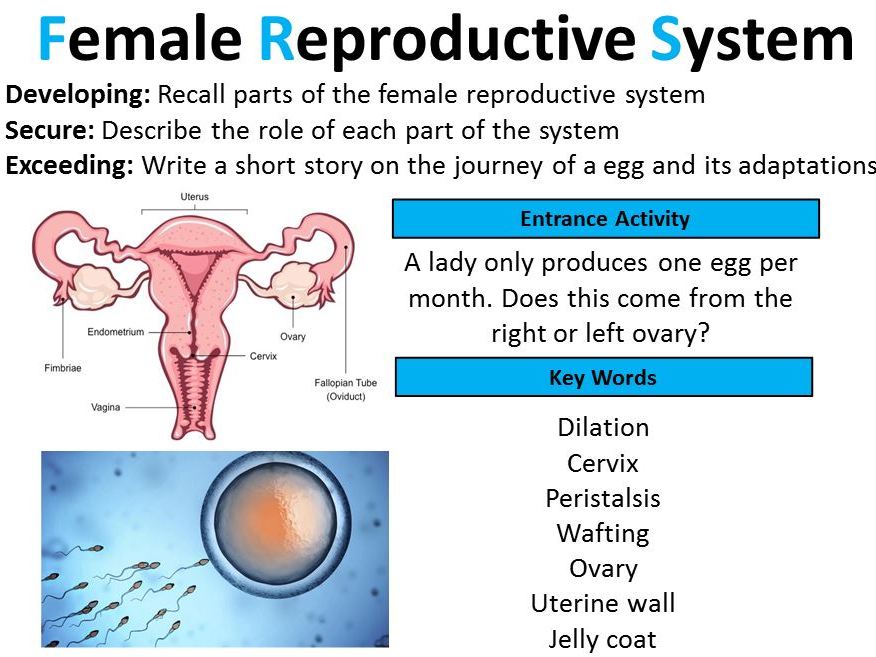 Female Reproductive Systems Functions Sheet