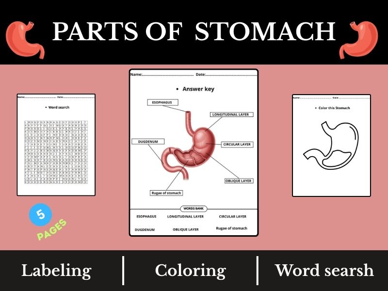 Parts of the Stomach | Labeling, Coloring, and Word Search Worksheets