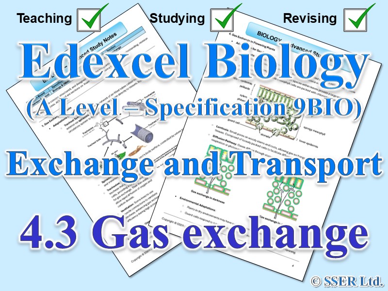 BIOA_EDX Topic Notes: 4.3 Gas exchange