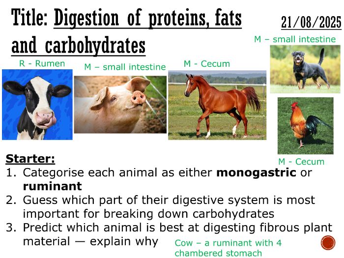Digestion in Ruminants and Monogastric Animals