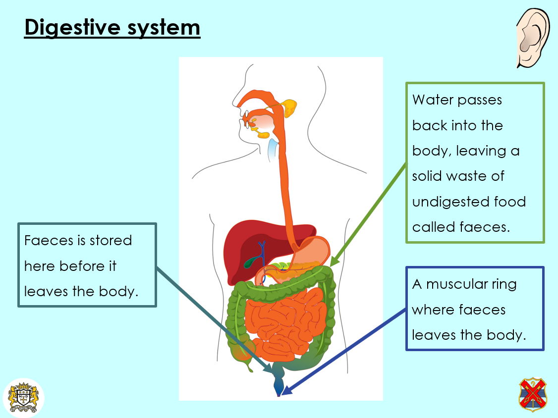KS3 Activate 'Health and Lifestyle' FULL TOPIC